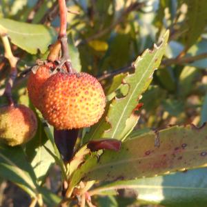 Photographie n°967264 du taxon Arbutus unedo L.