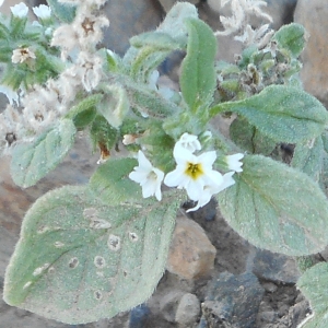 Photographie n°967305 du taxon Heliotropium europaeum L. [1753]