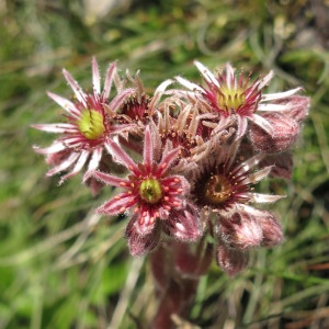 Photographie n°967343 du taxon Sempervivum tectorum L. [1753]