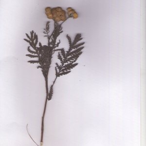 Photographie n°967467 du taxon Tanacetum vulgare L. [1753]