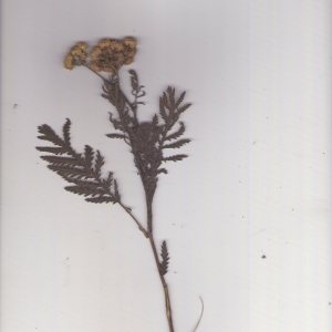 Photographie n°967468 du taxon Tanacetum vulgare L. [1753]