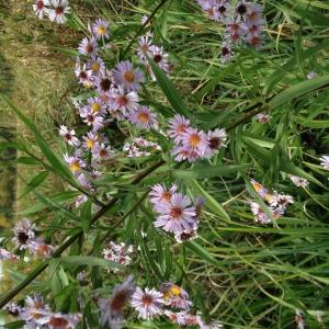 Photographie n°967492 du taxon Symphyotrichum x salignum (Willd.) G.L.Nesom [1995]