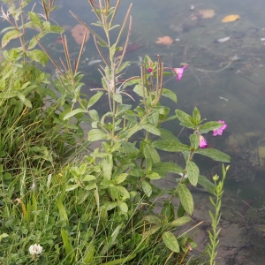 Photographie n°967969 du taxon Epilobium hirsutum L. [1753]