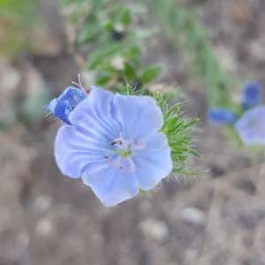 Photographie n°968093 du taxon Echium vulgare L. [1753]