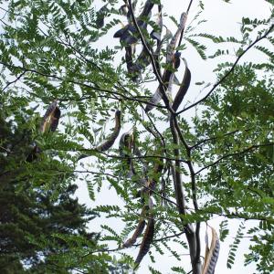 Photographie n°968123 du taxon Gleditsia triacanthos L. [1753]