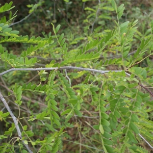 Photographie n°968128 du taxon Gleditsia triacanthos L. [1753]