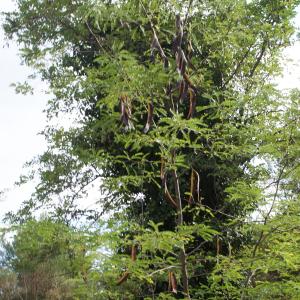 Photographie n°968133 du taxon Gleditsia triacanthos L. [1753]