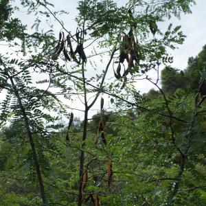 Photographie n°968135 du taxon Gleditsia triacanthos L. [1753]