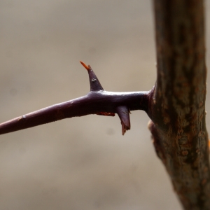 Photographie n°968140 du taxon Gleditsia triacanthos L. [1753]