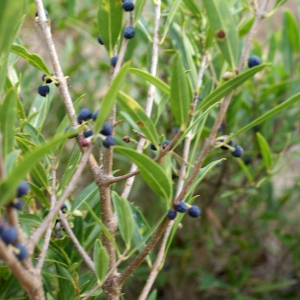 Photographie n°968198 du taxon Phillyrea angustifolia L.