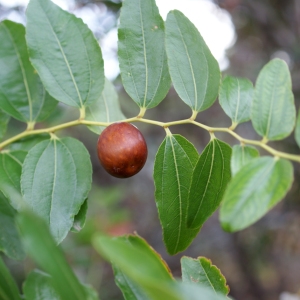 Photographie n°968211 du taxon Ziziphus jujuba Mill.