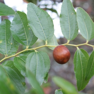 Photographie n°968212 du taxon Ziziphus jujuba Mill.