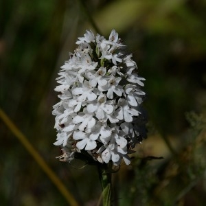 Photographie n°968303 du taxon Anacamptis pyramidalis (L.) Rich. [1817]