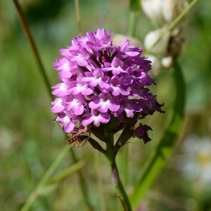 Photographie n°968306 du taxon Anacamptis pyramidalis (L.) Rich. [1817]