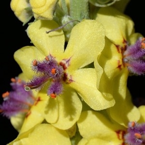 Verbascum nigrum L. (Bouillon noir)