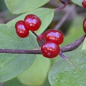 Photographie n°968319 du taxon Lonicera xylosteum L. [1753]