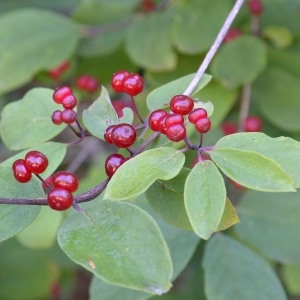 Photographie n°968320 du taxon Lonicera xylosteum L. [1753]