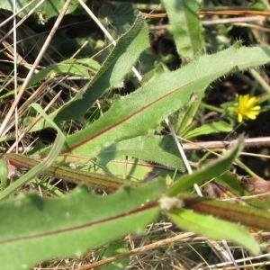 Photographie n°968426 du taxon Picris hieracioides L. [1753]