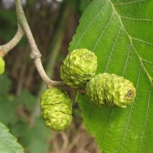 Photographie n°968515 du taxon Alnus incana (L.) Moench [1794]