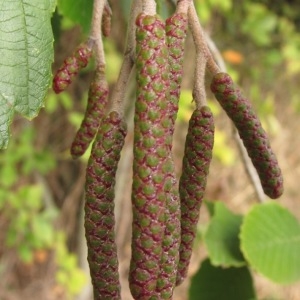 Betula alnus var. incana L. (Aulne blanc)