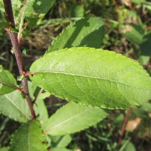 Photographie n°968527 du taxon Salix L. [1753]