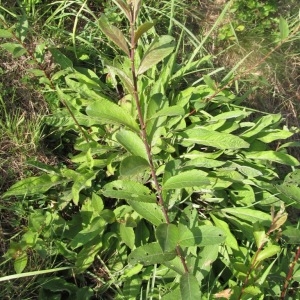 Photographie n°968529 du taxon Salix L. [1753]