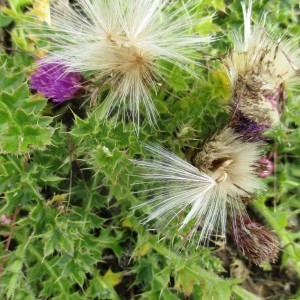 Photographie n°968616 du taxon Cirsium acaulon (L.) Scop.