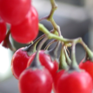 Photographie n°968757 du taxon Solanum dulcamara L. [1753]