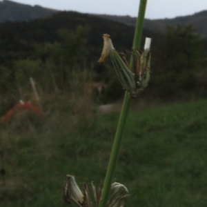 Photographie n°968934 du taxon Chondrilla juncea L. [1753]