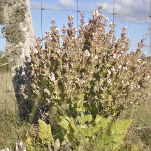 Photographie n°968965 du taxon Salvia aethiopis L.