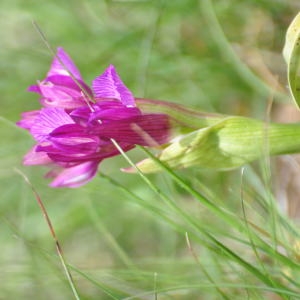  - Anacamptis papilionacea var. expansa (Ten.) Bateman, Pridgeon & M.W.Chase