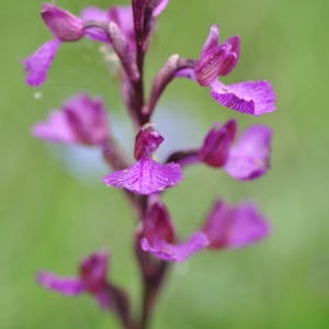  - Anacamptis papilionacea var. expansa (Ten.) Bateman, Pridgeon & M.W.Chase