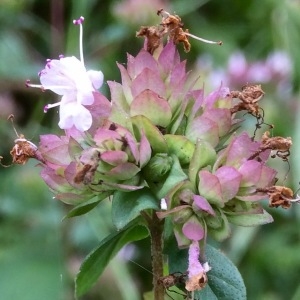 Photographie n°969151 du taxon Origanum vulgare L.