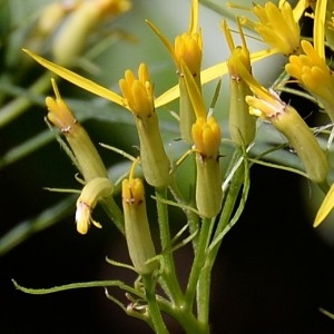 Photographie n°969360 du taxon Senecio ovatus (P.Gaertn., B.Mey. & Scherb.) Willd. [1803]