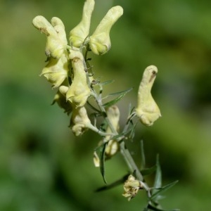 Photographie n°969624 du taxon Aconitum lycoctonum L. [1753]