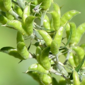 Photographie n°969625 du taxon Aconitum lycoctonum L. [1753]