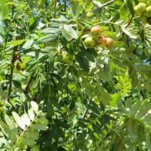 Photographie n°969701 du taxon Sorbus domestica L. [1753]