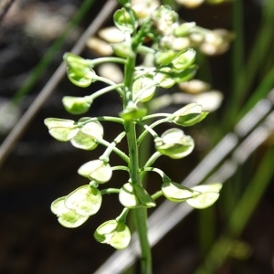 Photographie n°969715 du taxon Teesdalia nudicaulis (L.) R.Br. [1812]