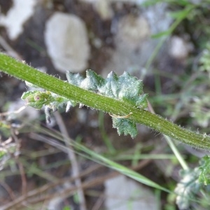 Photographie n°969731 du taxon Senecio lividus L. [1753]