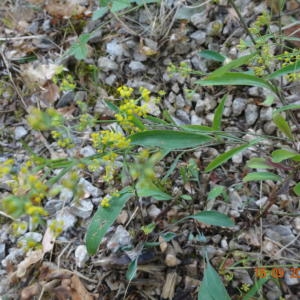 Photographie n°969943 du taxon Bupleurum falcatum L.