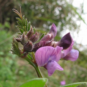 Photographie n°969949 du taxon Vicia sepium L. [1753]