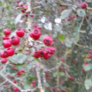 Photographie n°969965 du taxon Crataegus laevigata (Poir.) DC. [1825]