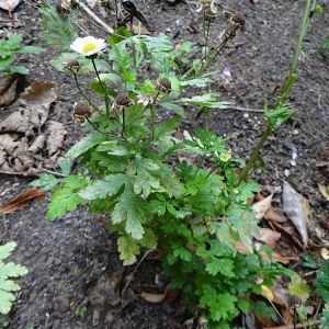 Photographie n°969998 du taxon Tanacetum parthenium var. parthenium