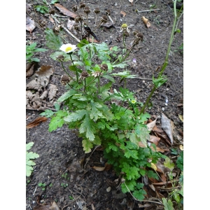 Tanacetum parthenium (L.) Sch.Bip. var. parthenium