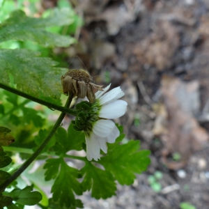 Photographie n°969999 du taxon Tanacetum parthenium var. parthenium