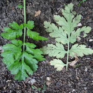 Photographie n°970000 du taxon Tanacetum parthenium var. parthenium