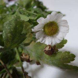 Photographie n°970001 du taxon Tanacetum parthenium var. parthenium