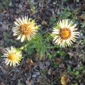 Photographie n°970619 du taxon Carlina vulgaris L.