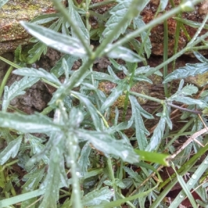 Photographie n°970995 du taxon Verbena officinalis L.