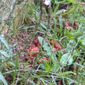 Photographie n°970996 du taxon Verbena officinalis L.